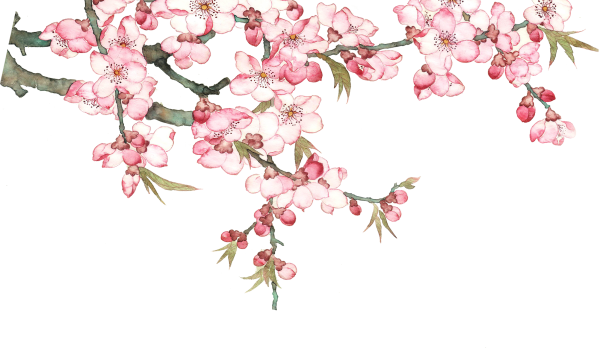 Сакура на белом фоне