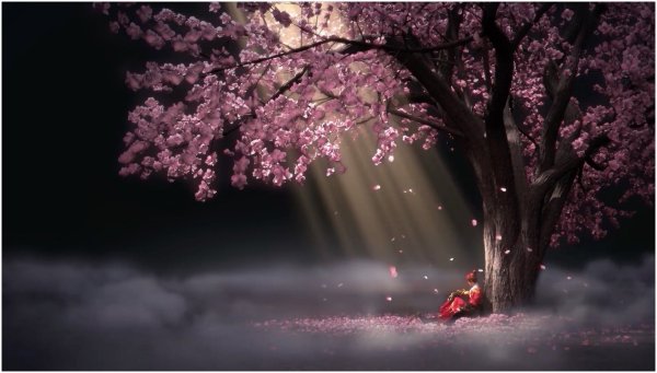 Сакура дерево