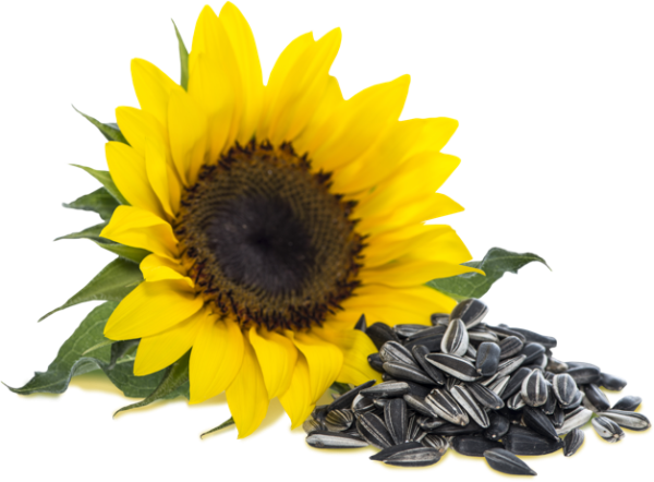 Семена подсолнуха на белом фоне