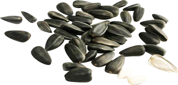 Семечки на белом фоне