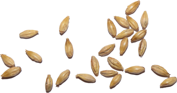 Зернышко для детей