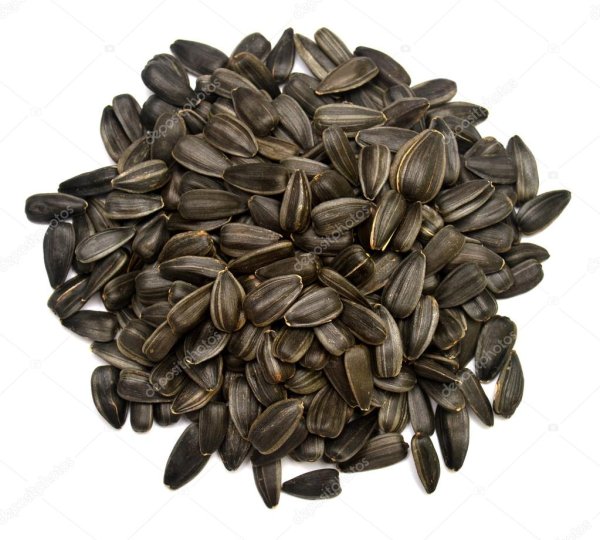 Семена подсолнуха сорт ragt