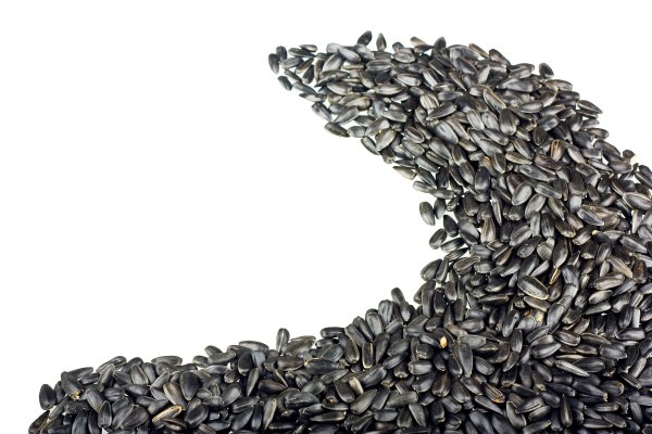 Семечка на белом фоне
