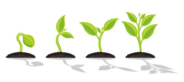Росток растение вектор