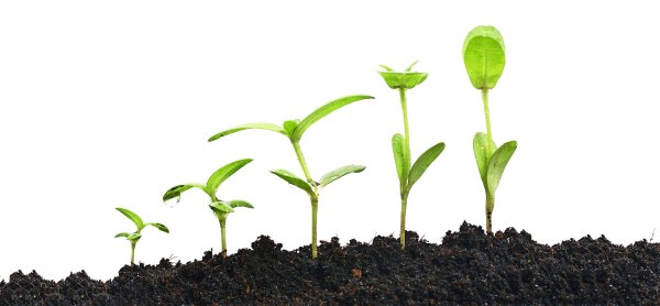 Зеленый Росток