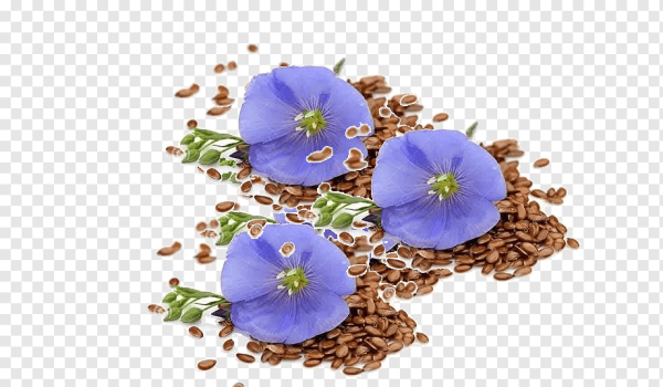 Цветы льна на прозрачном фоне