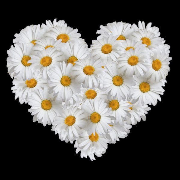 Сердце из ромашек