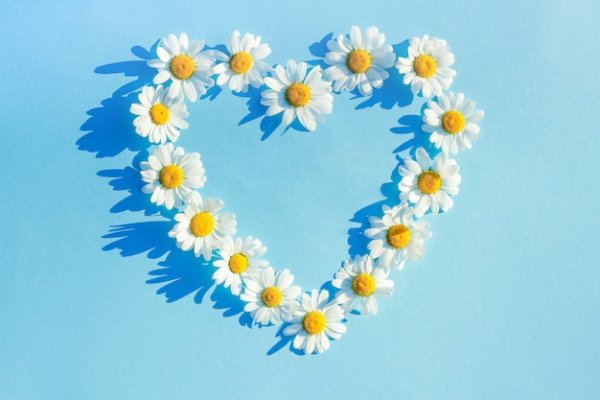 Сердце из ромашек на голубом фоне