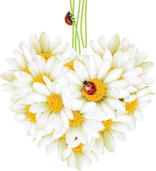 Букет ромашек на прозрачном