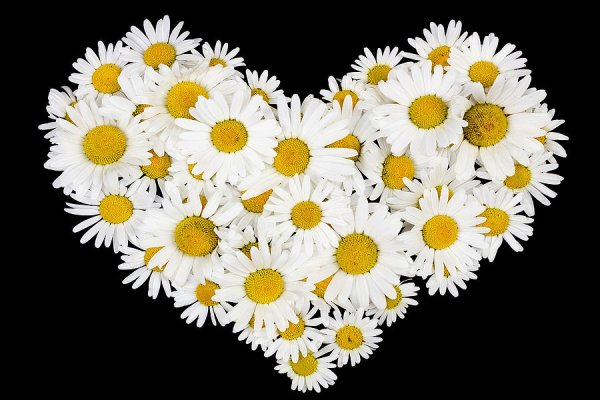 Сердце из ромашек на белом фоне