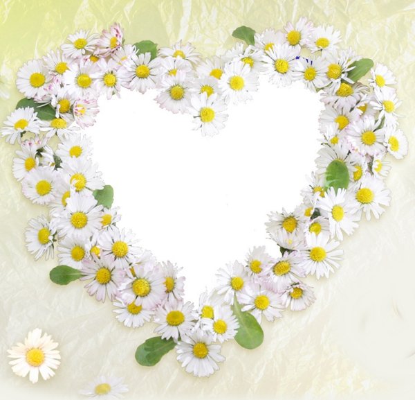 Рамка для фотографий с ромашками