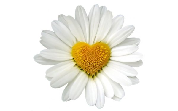 Ромашка с сердечком в середине