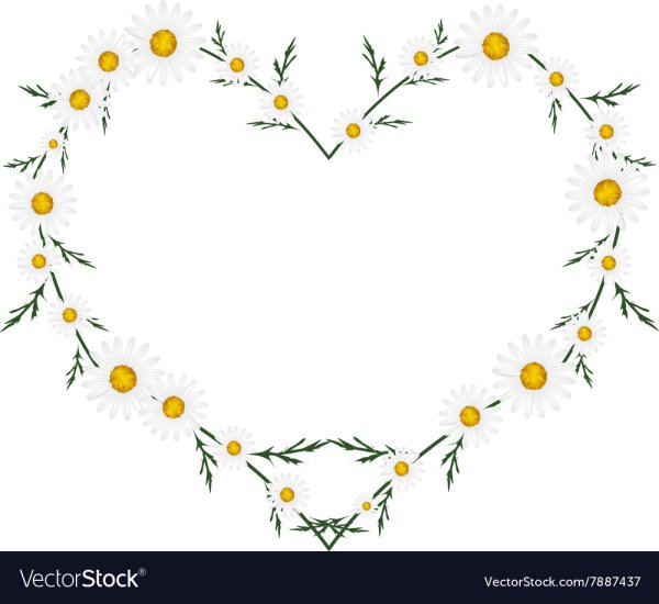 Сердце из ромашек на прозрачном фоне