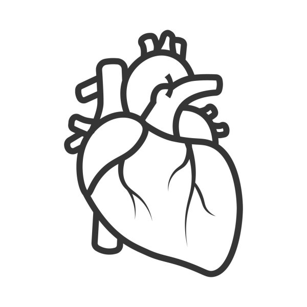 Сердце настоящее контур