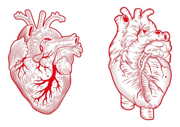Очертания анатомического сердца