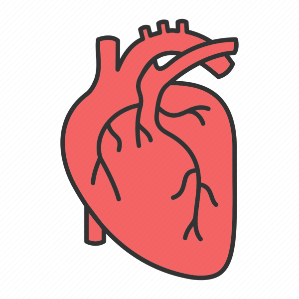 Сердце человека для детей