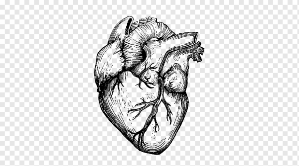 Анатомическое сердце контур