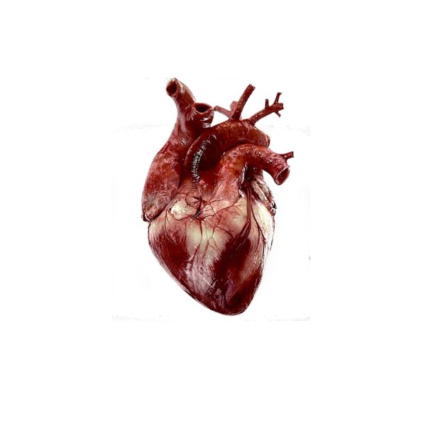 Человеческое сердце настоящее