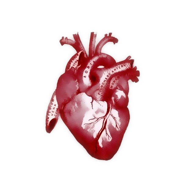 Человеческое сердце на прозрачном фоне