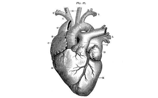 Сердце анатомия
