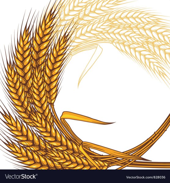 Обрамление из колосьев