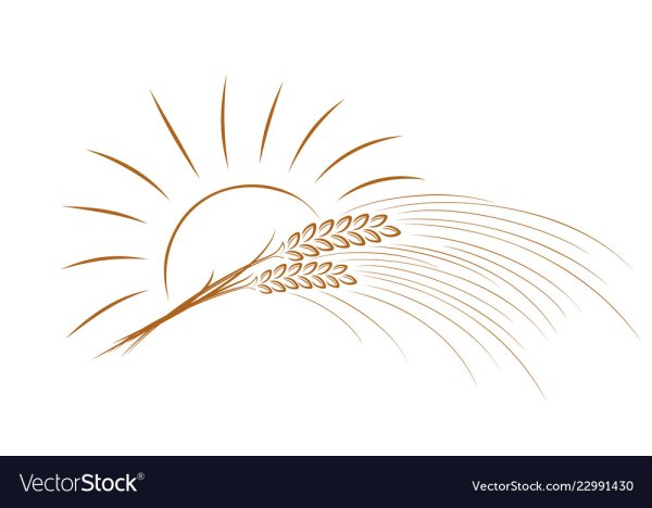 Колосья и солнце вектор