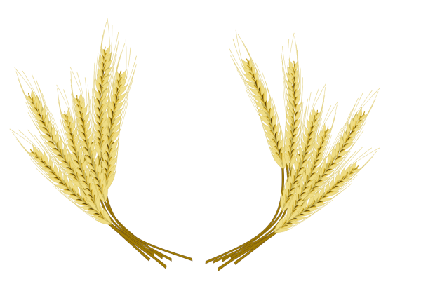 Колосья пшеницы