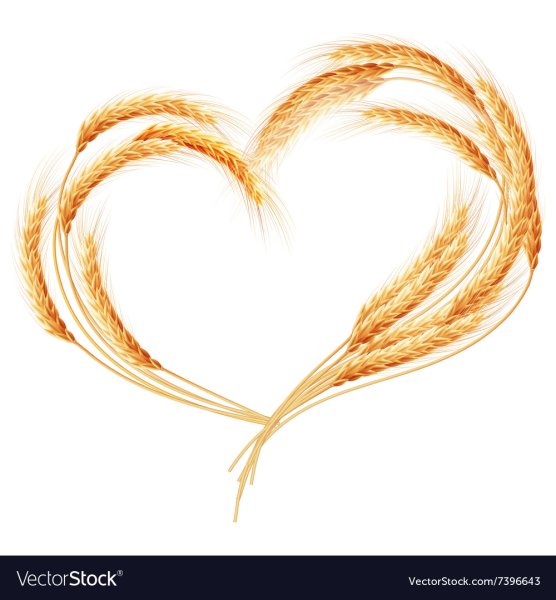 Колосья в форме сердца