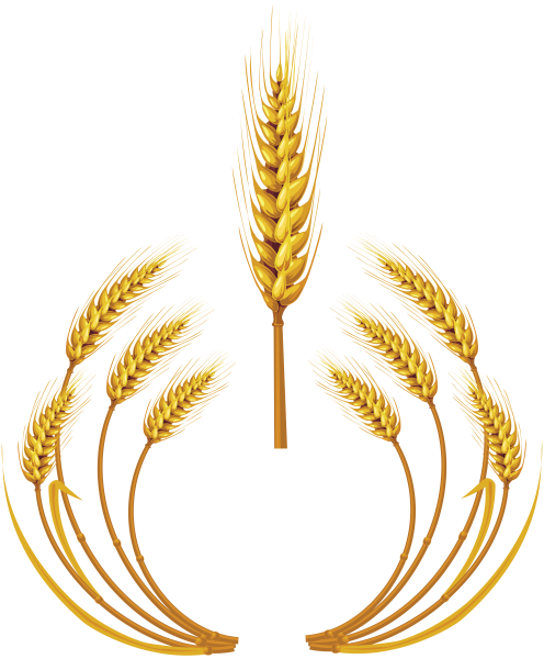 Колосья пшеницы