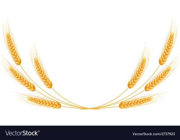 Уголок из колосьев