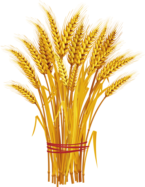 Пшеничка колосок