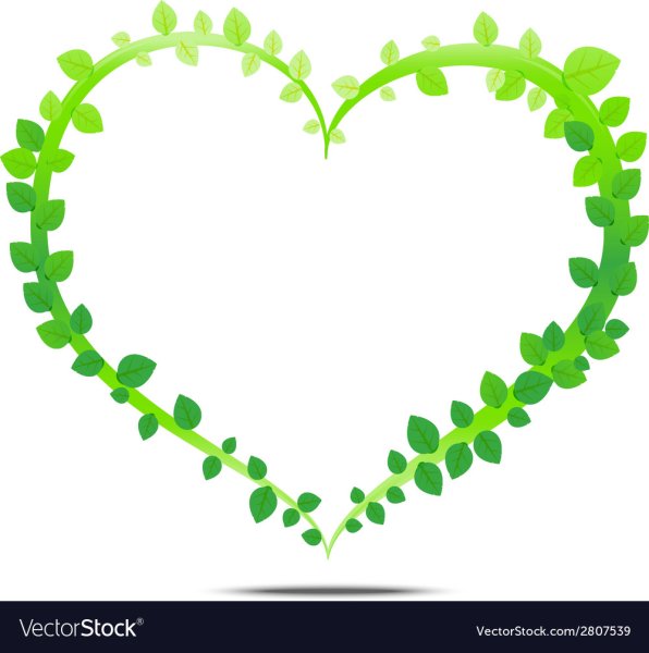 Сердце из зеленых листьев