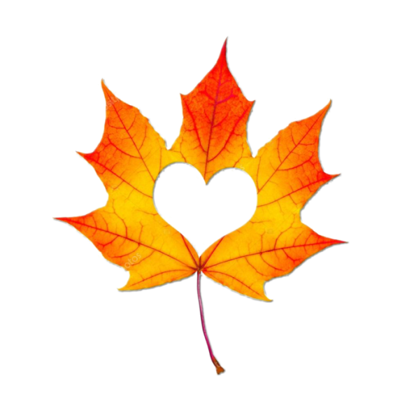 Сердце из осенних листьев на прозрачном фоне