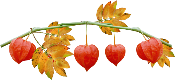 Осенние ветки на прозрачном фоне для фотошопа