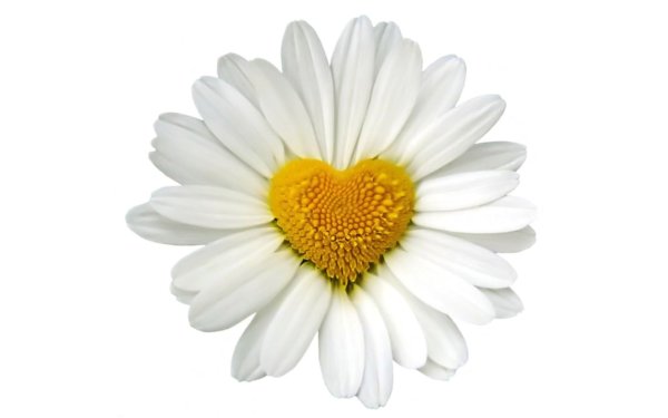 Ромашка с сердечком в середине