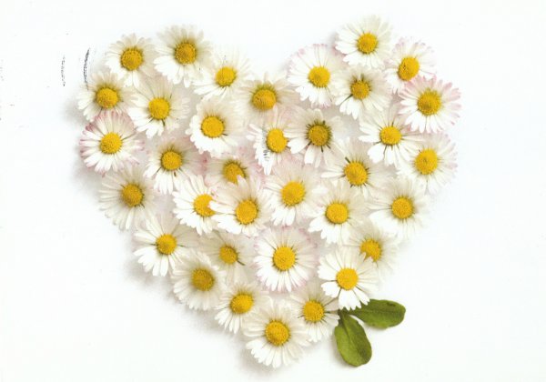 Сердце из ромашек