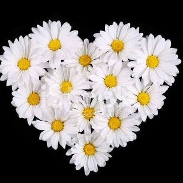 Букет ромашек на черном фоне