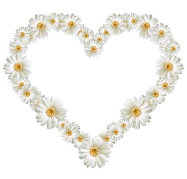 Рамка сердце ромашки