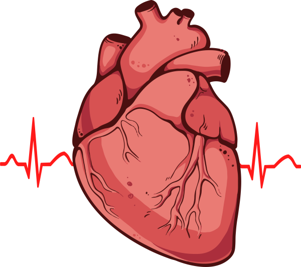 Сердце анатомия инфаркт
