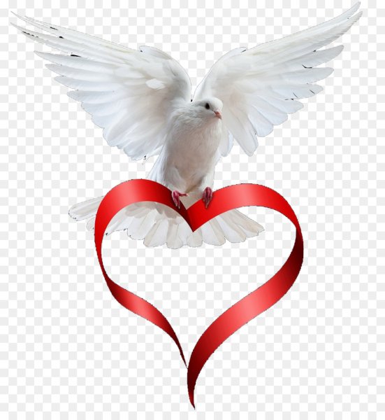 Голубь с сердечком