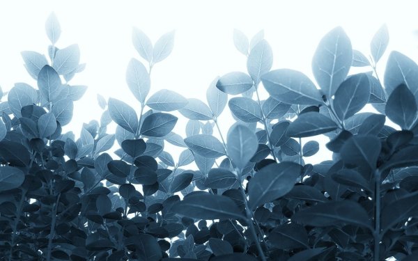 Обои на рабочий стол листья