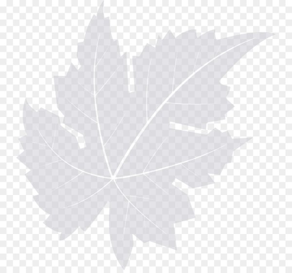 Лист клена прозрачный