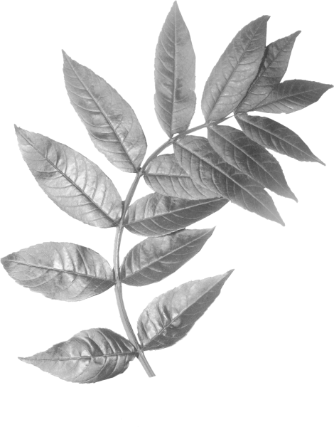 Листья для фотошопа