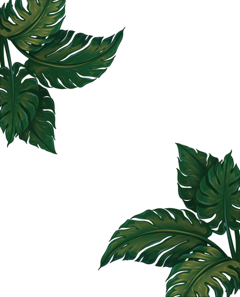 Листья без фона