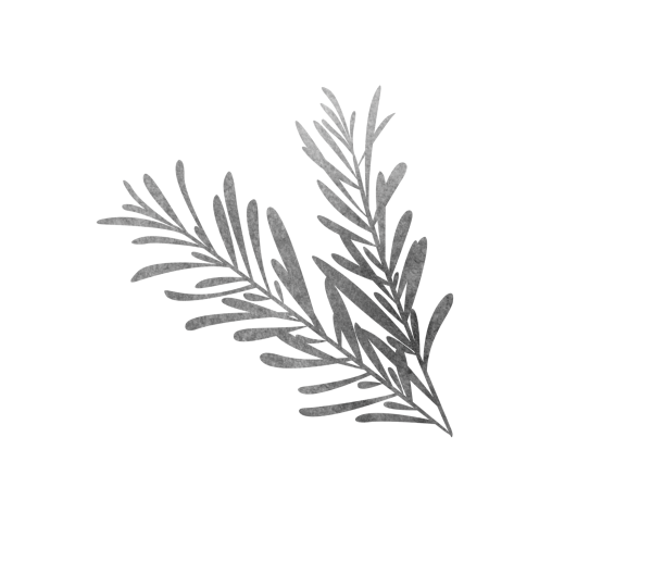 Веточка на белом фоне