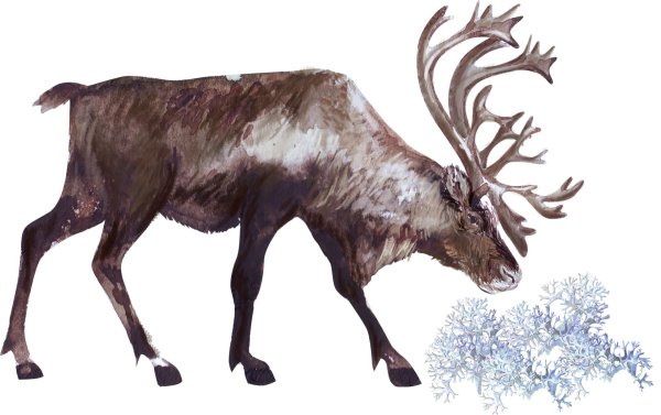 Северный олень без фона