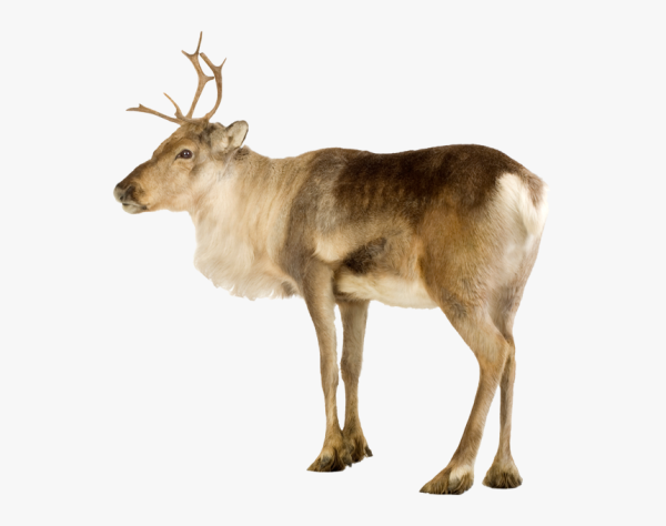 Олень на белом фоне