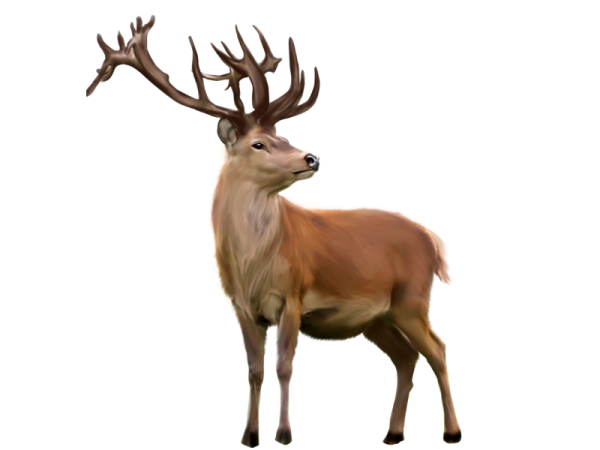 Северный олень