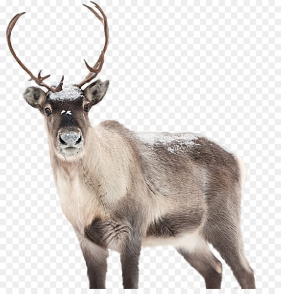 Северный олень без фона