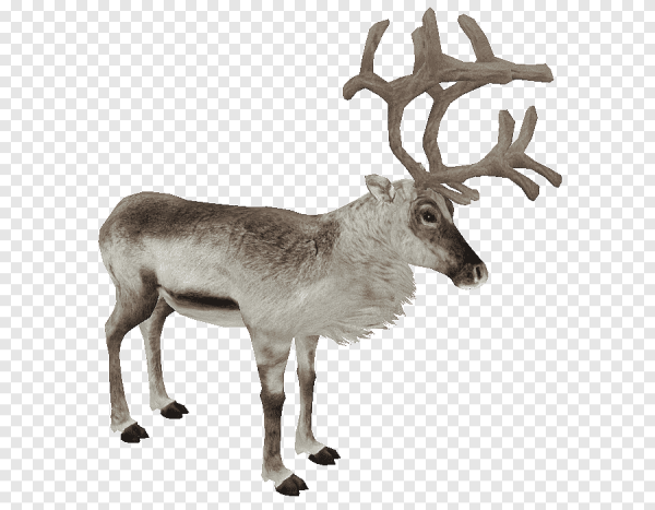 Животные севера без фона